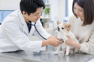 犬の聴診をする獣医
