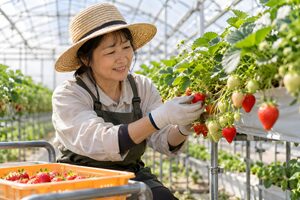 ハウスでいちごを摘む農家
