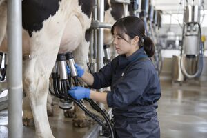 搾乳機を取り付ける酪農家