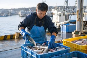 水揚げした魚を選別する漁師