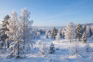 雪に覆われた冬の森と雪原