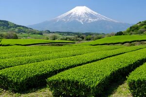 茶畑の向こうにそびえる富士山