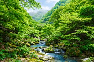 新緑の渓谷を流れる清流