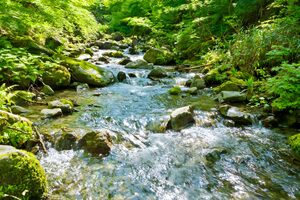 苔むした岩の間を流れる渓流