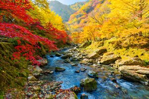 紅葉に彩られた渓流