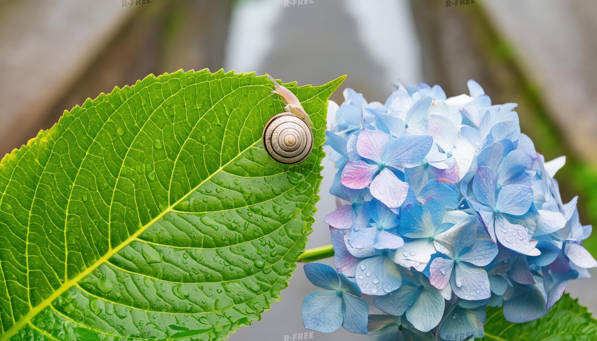 葉っぱの上のカタツムリと青い紫陽花