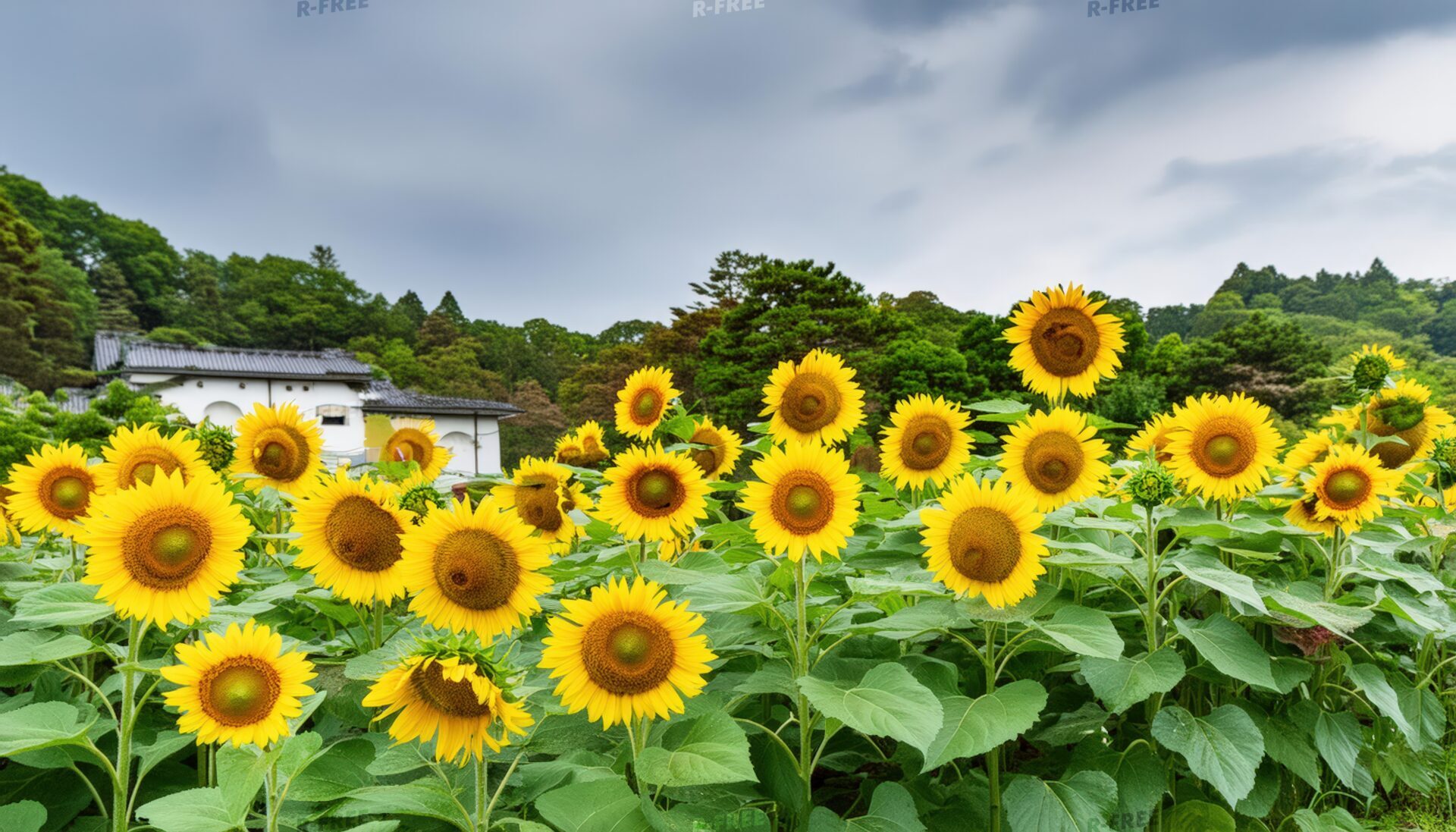 曇り空の下のひまわり畑と日本の田舎風景