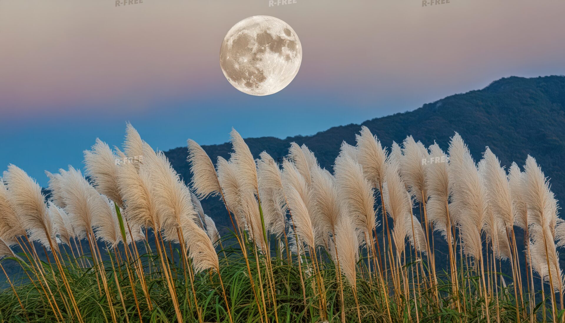 満月とすすきが織りなす幻想的な風景