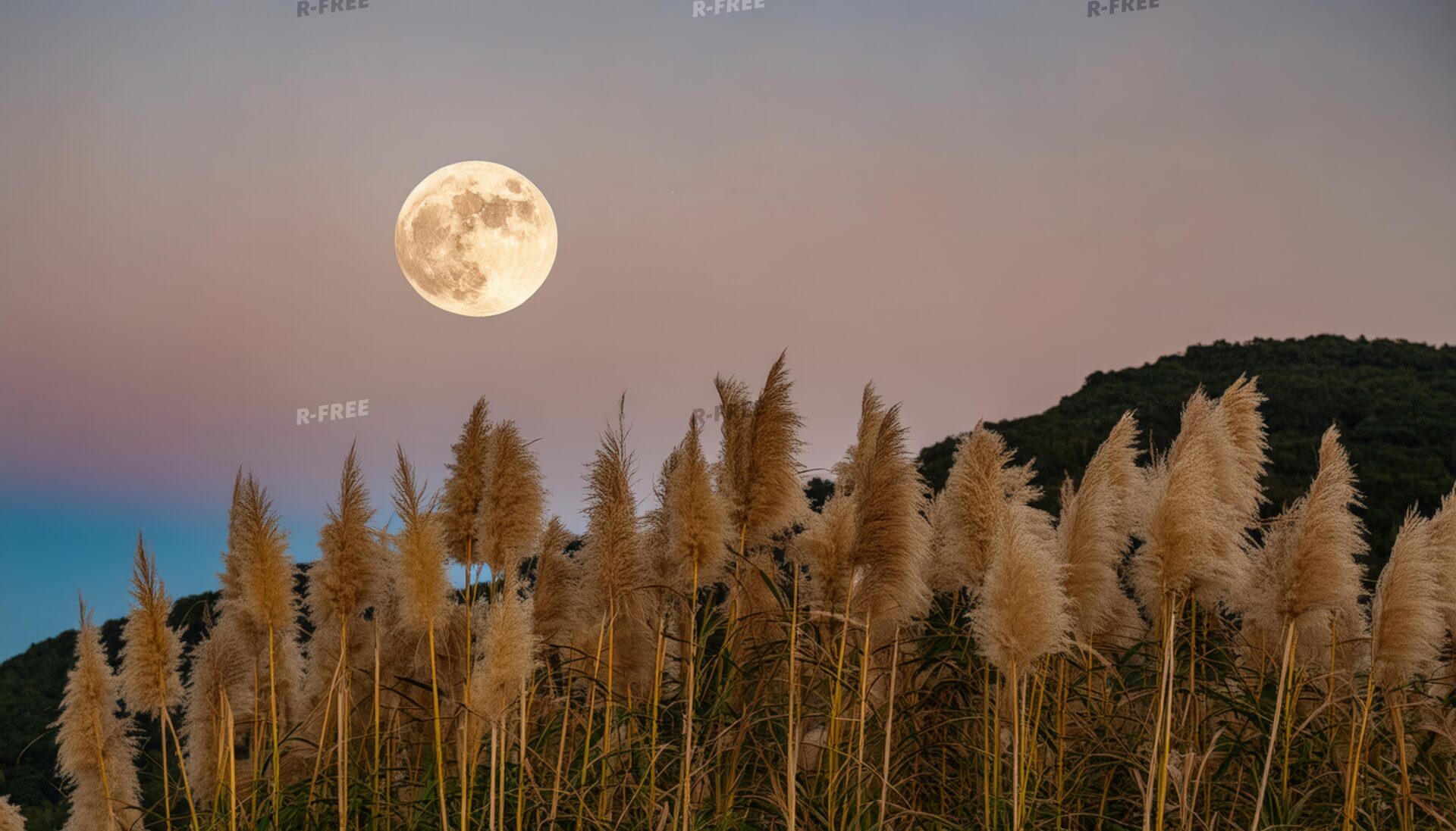 満月とパンパスグラスの夕暮れの風景