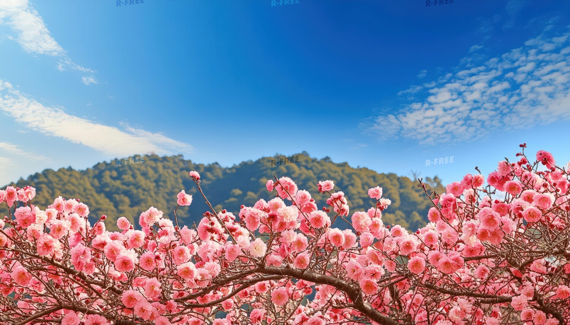 梅の花が咲く木々と青空