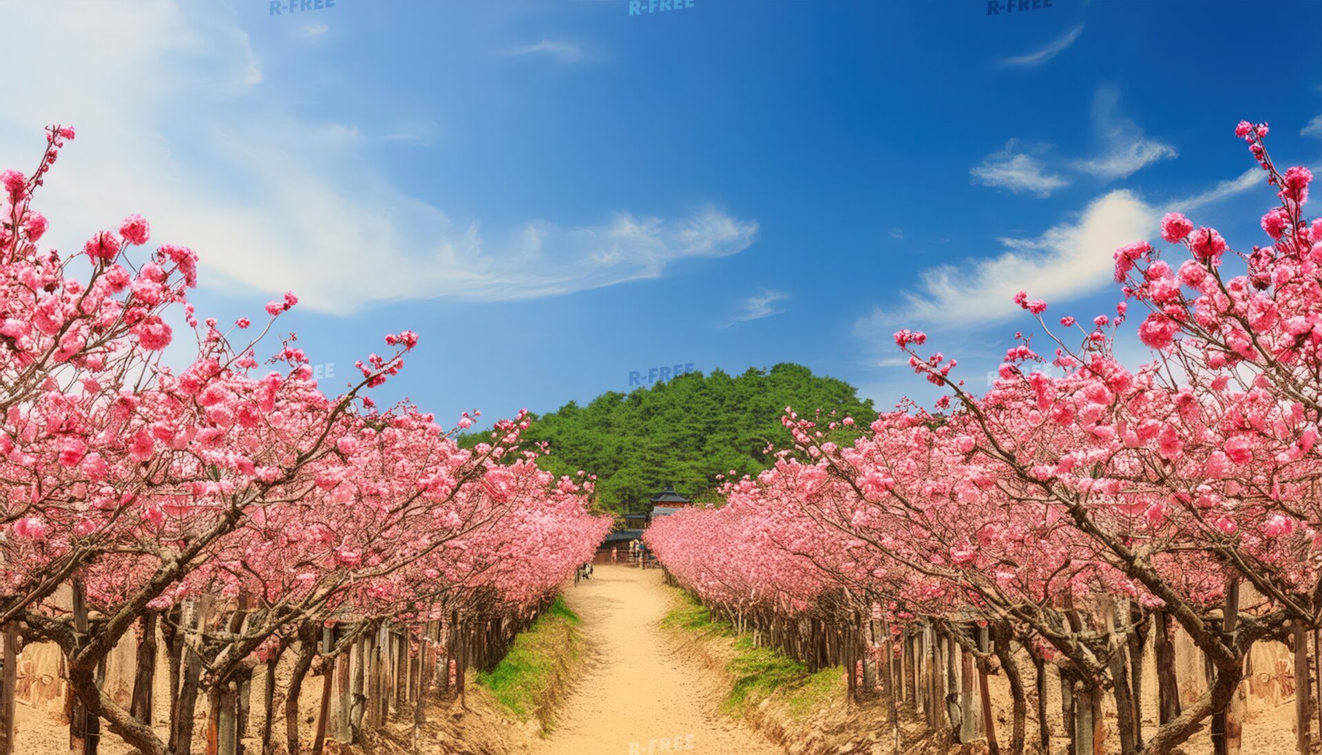 梅の花の並木道と青空