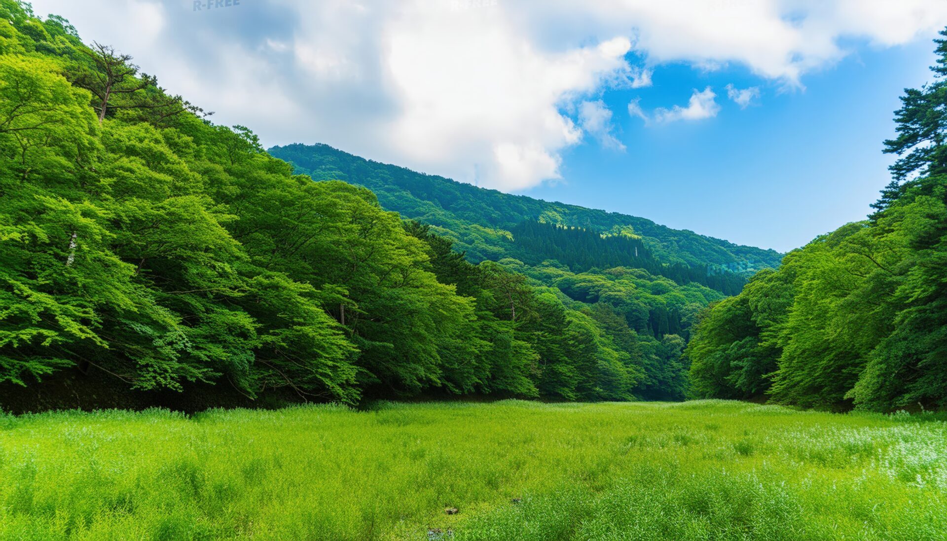 森と草原の風景