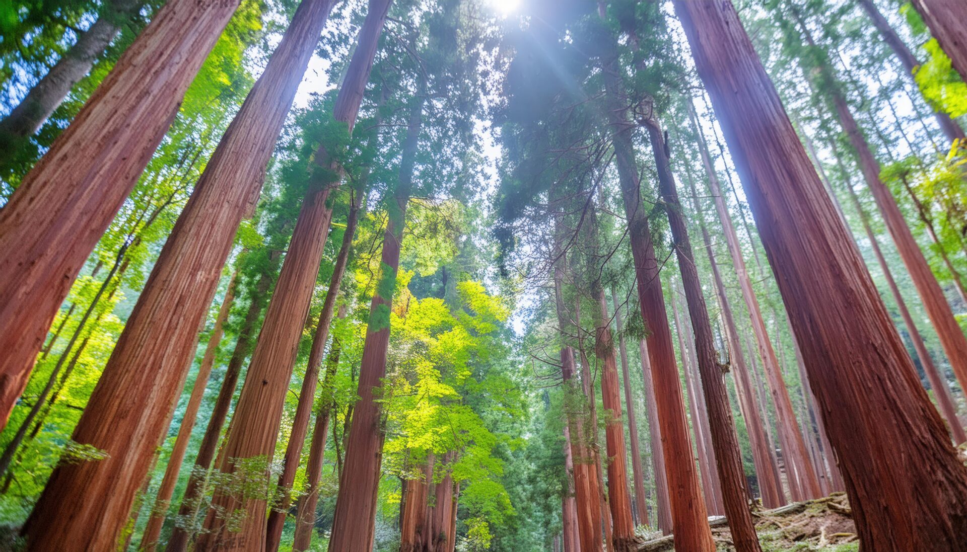 森林の朝日