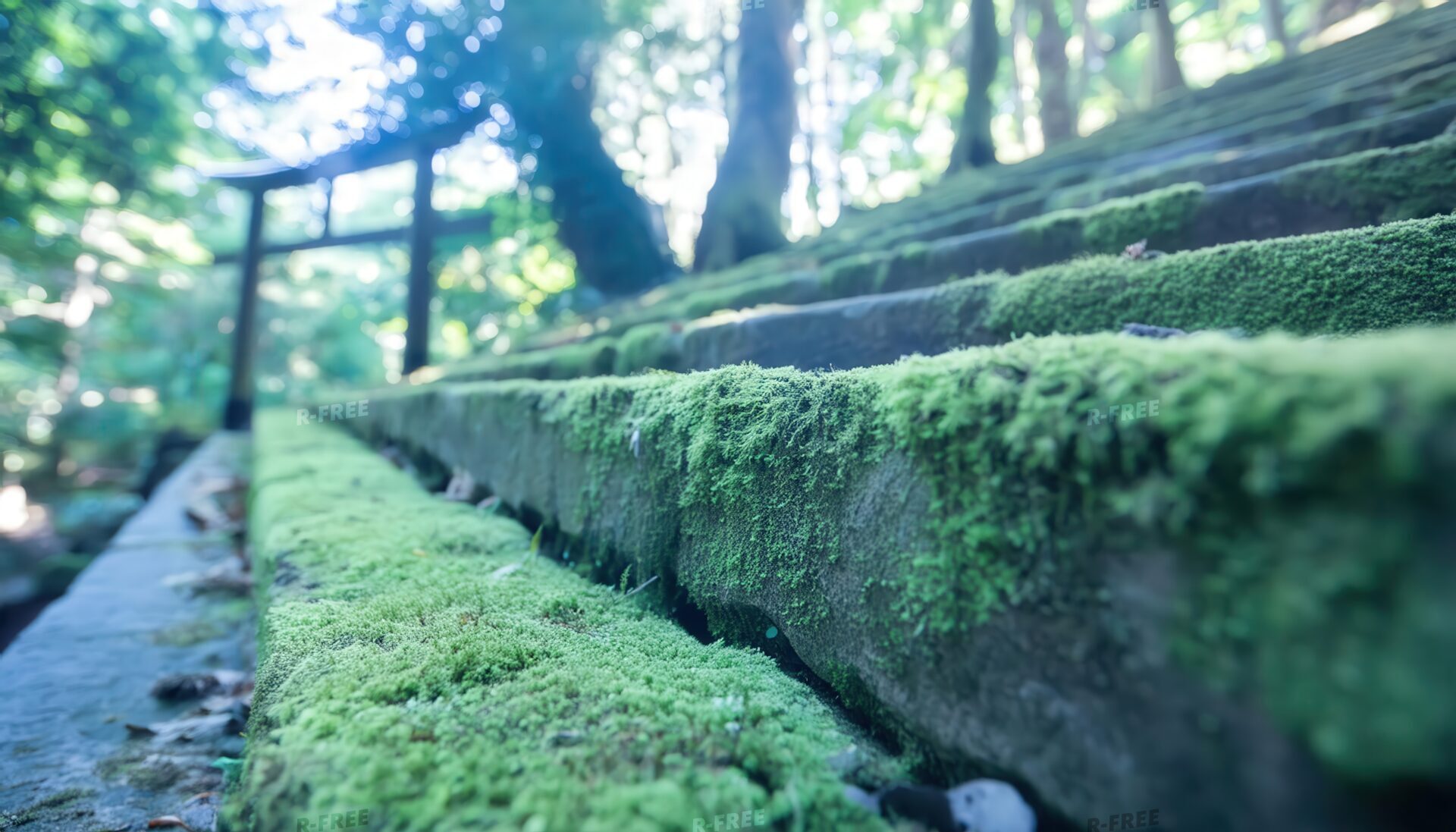神社の苔石段