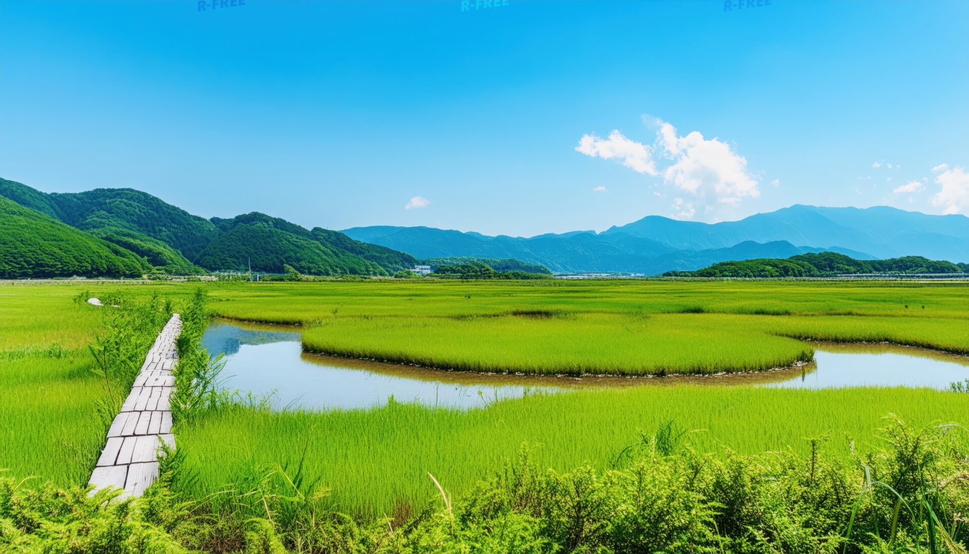 湿原の木道