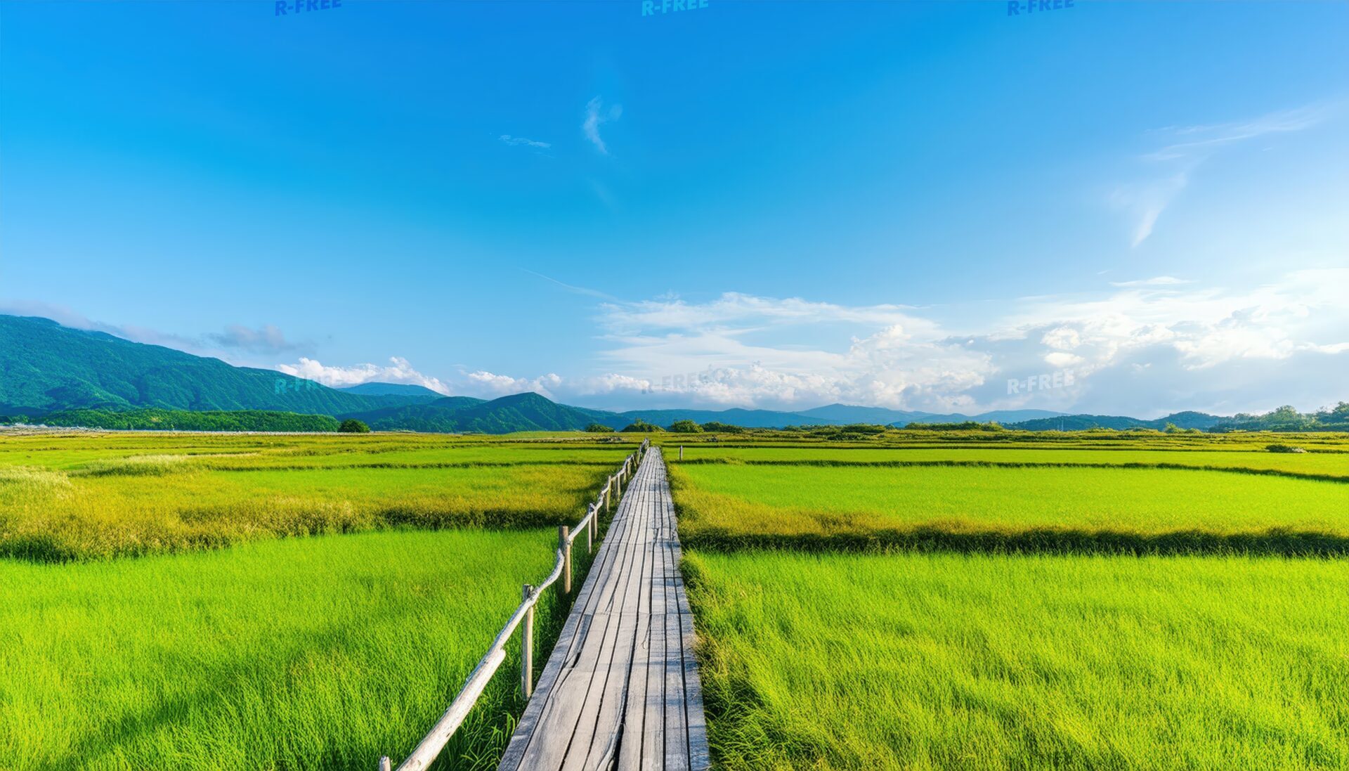 緑の湿原と木道