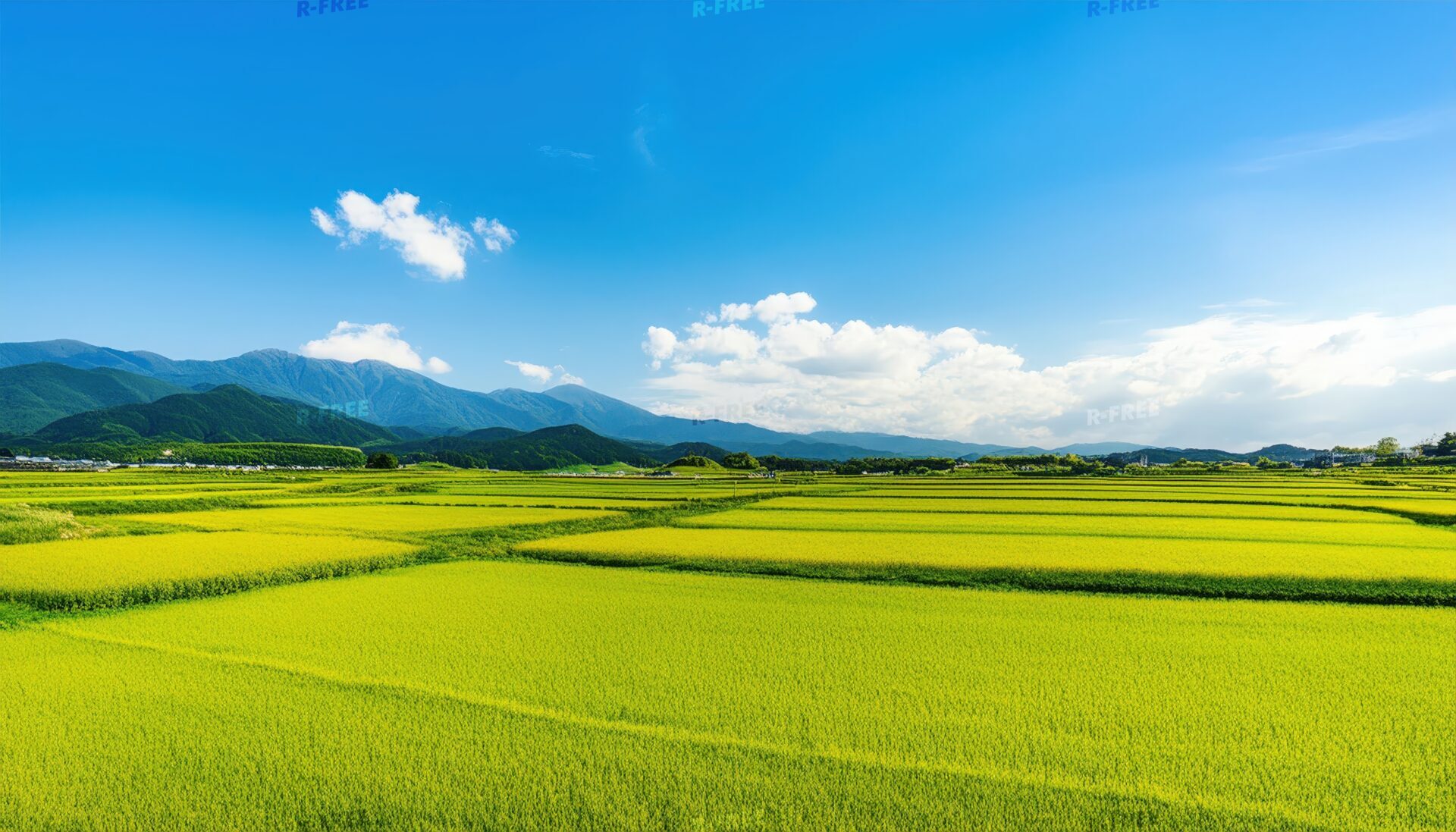 黄金色の田園風景
