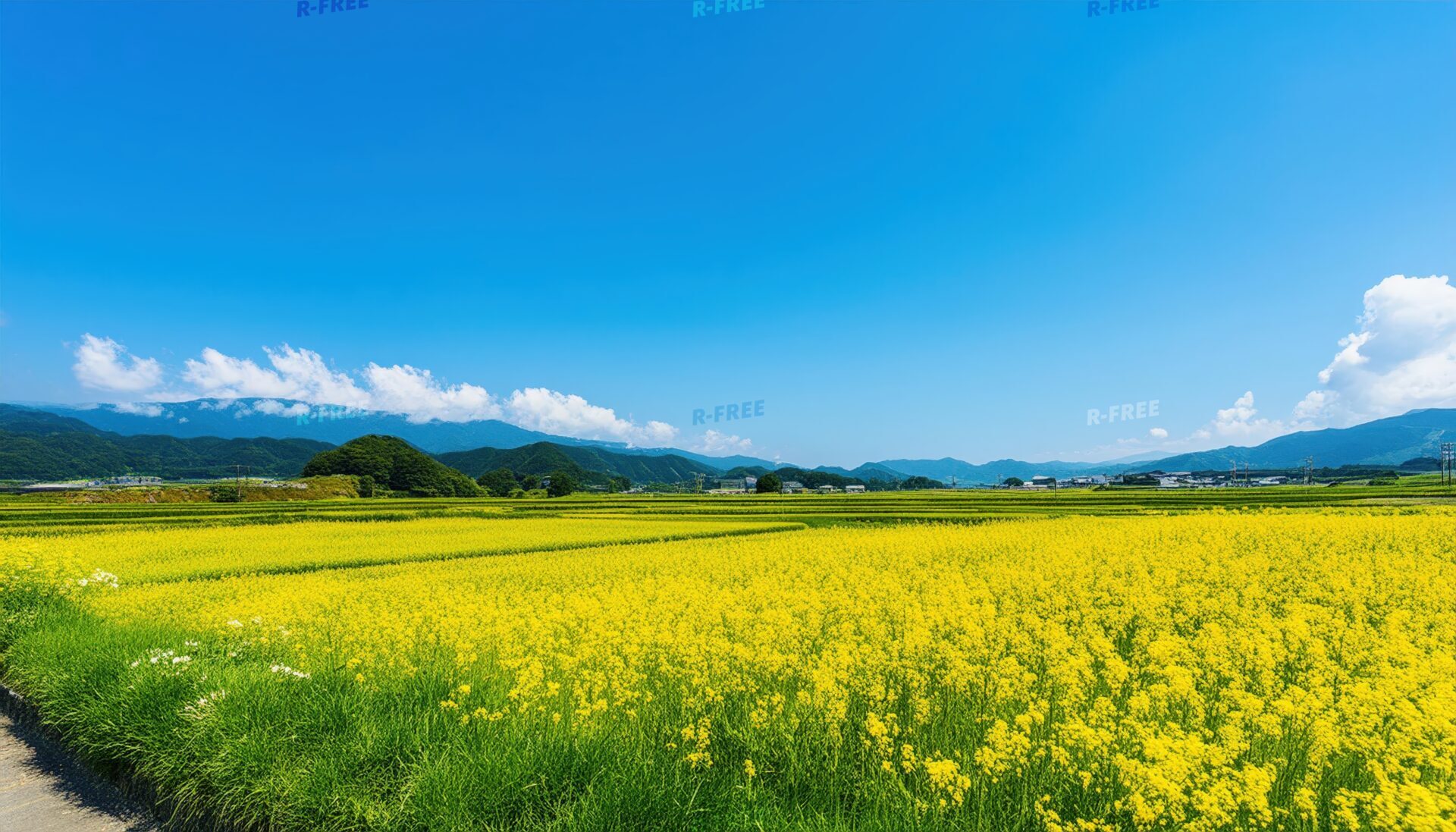 菜の花畑と青空