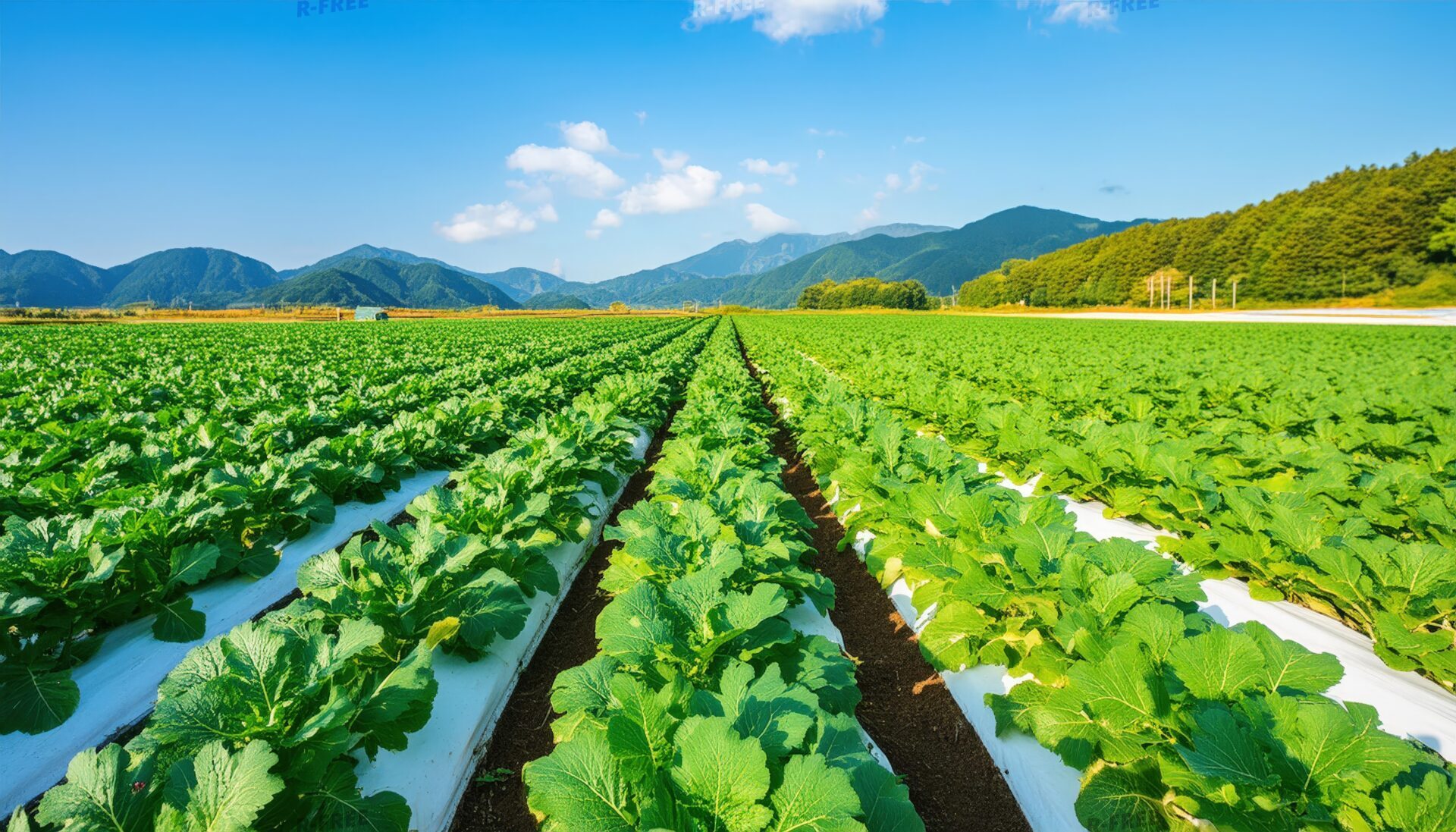 野菜畑の遠景