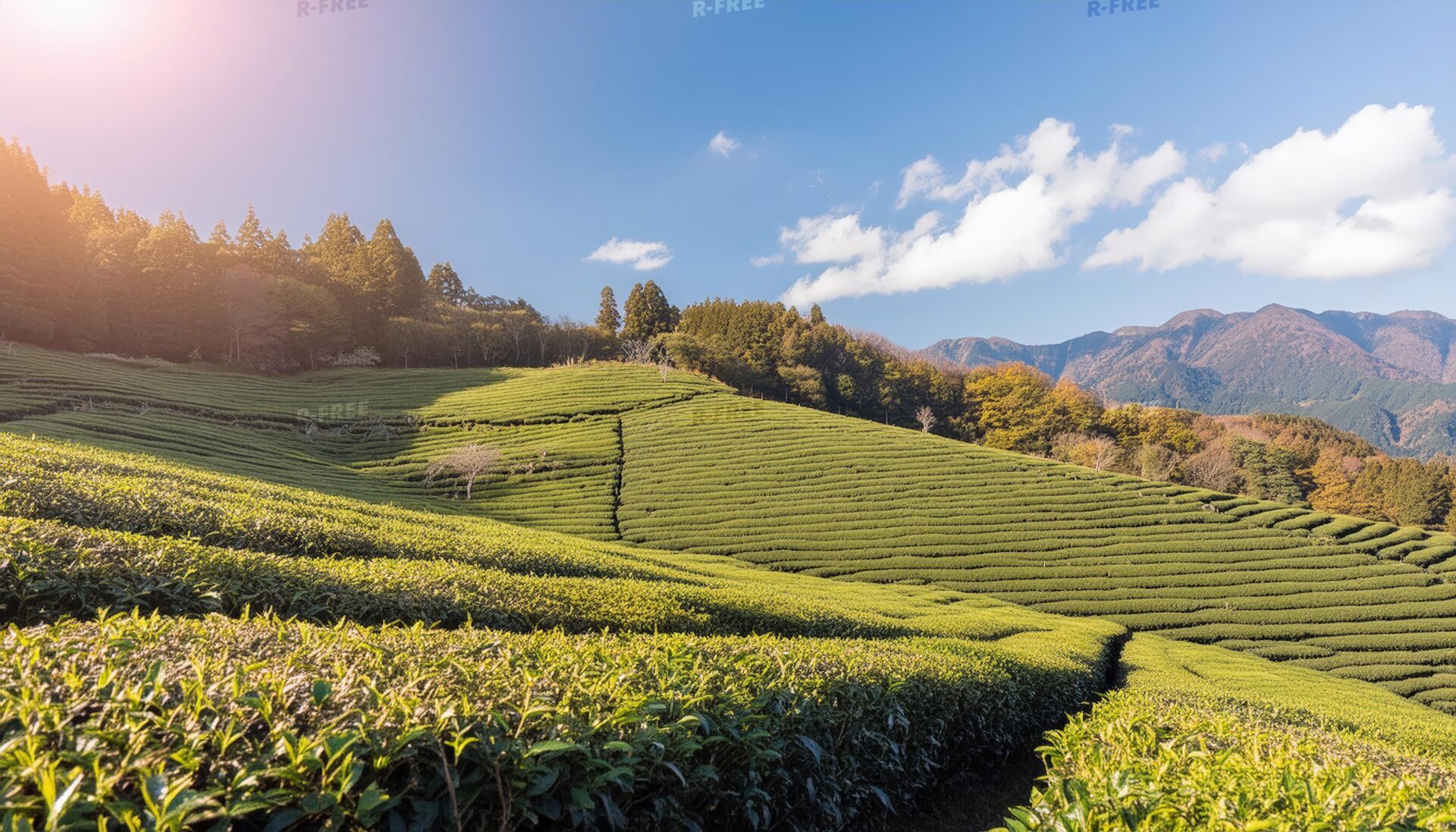 夕陽差し込む茶畑