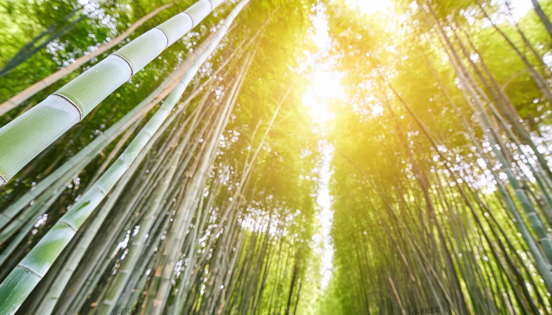 竹林と朝日