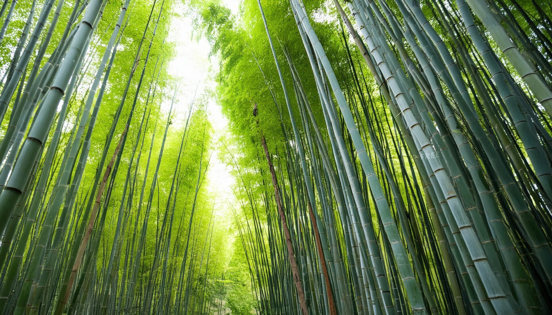 緑が広がる竹林の小径