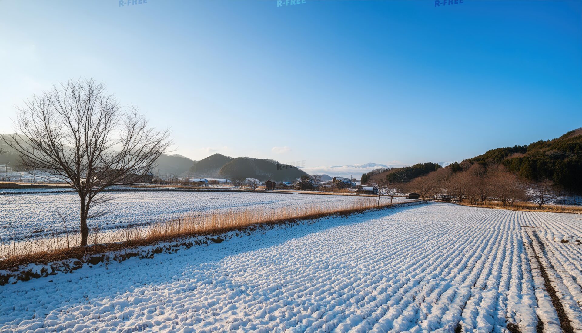 雪の田園と一本木