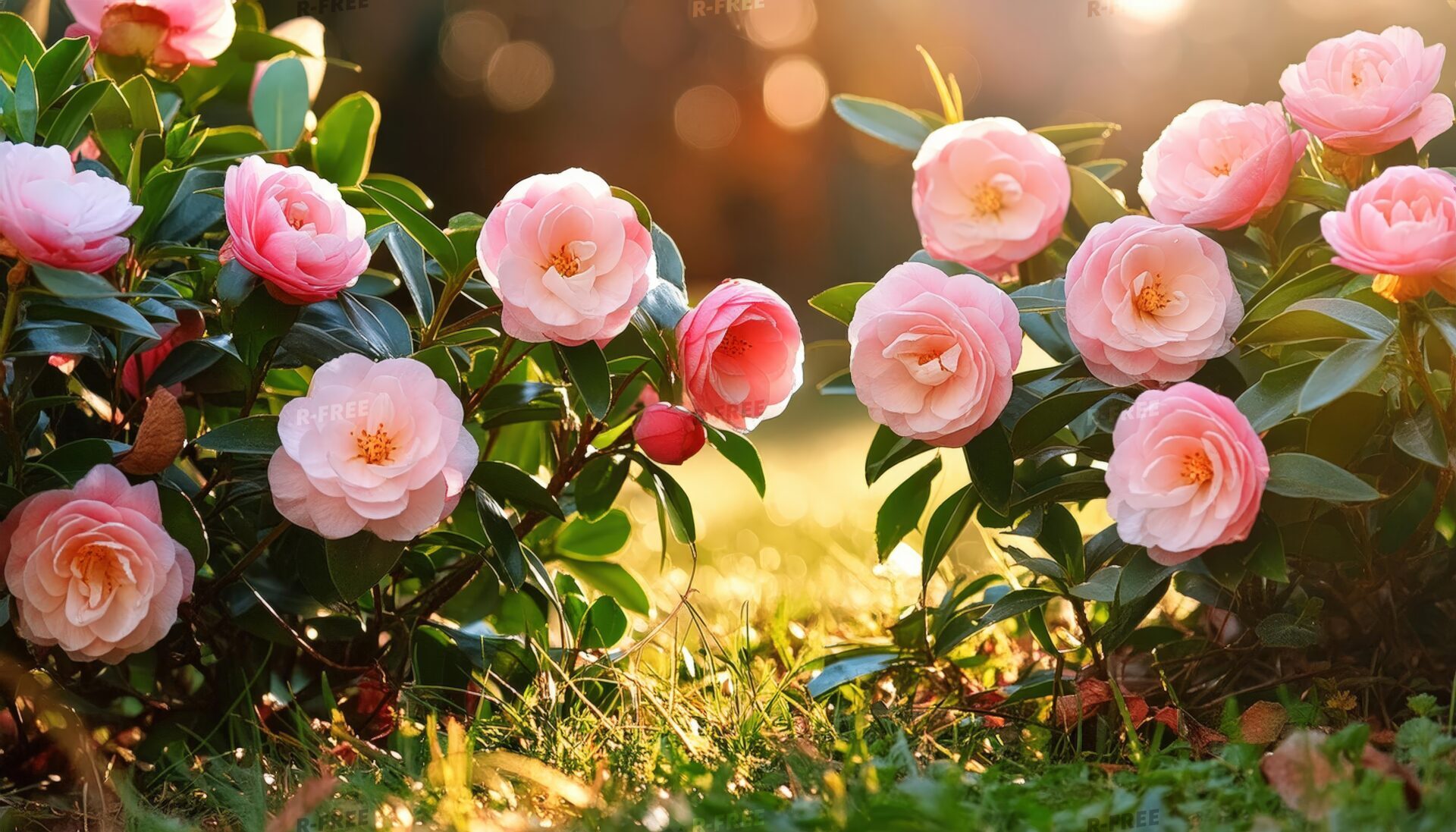 花壇の椿の花