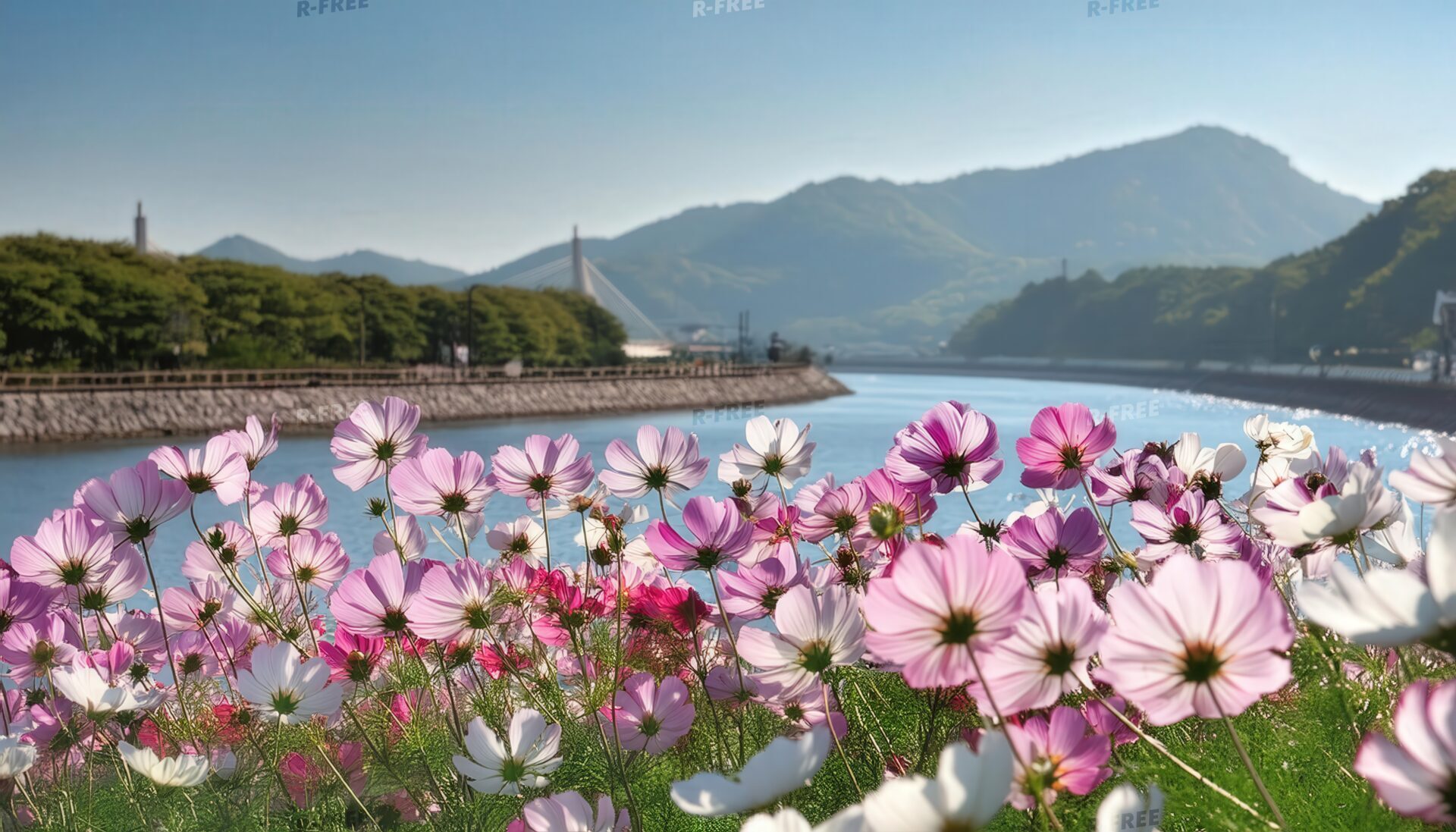 コスモスと川沿いの景色
