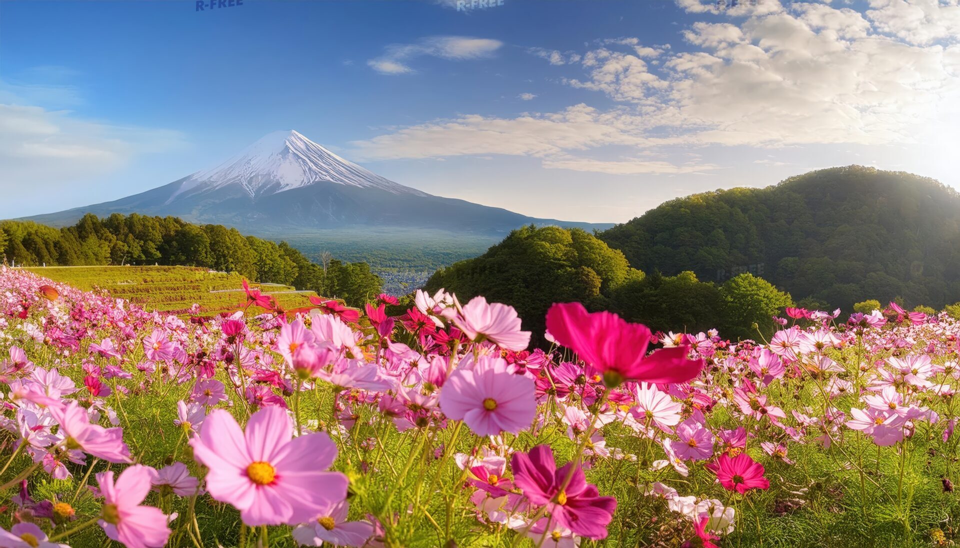 コスモス畑と富士山の絶景