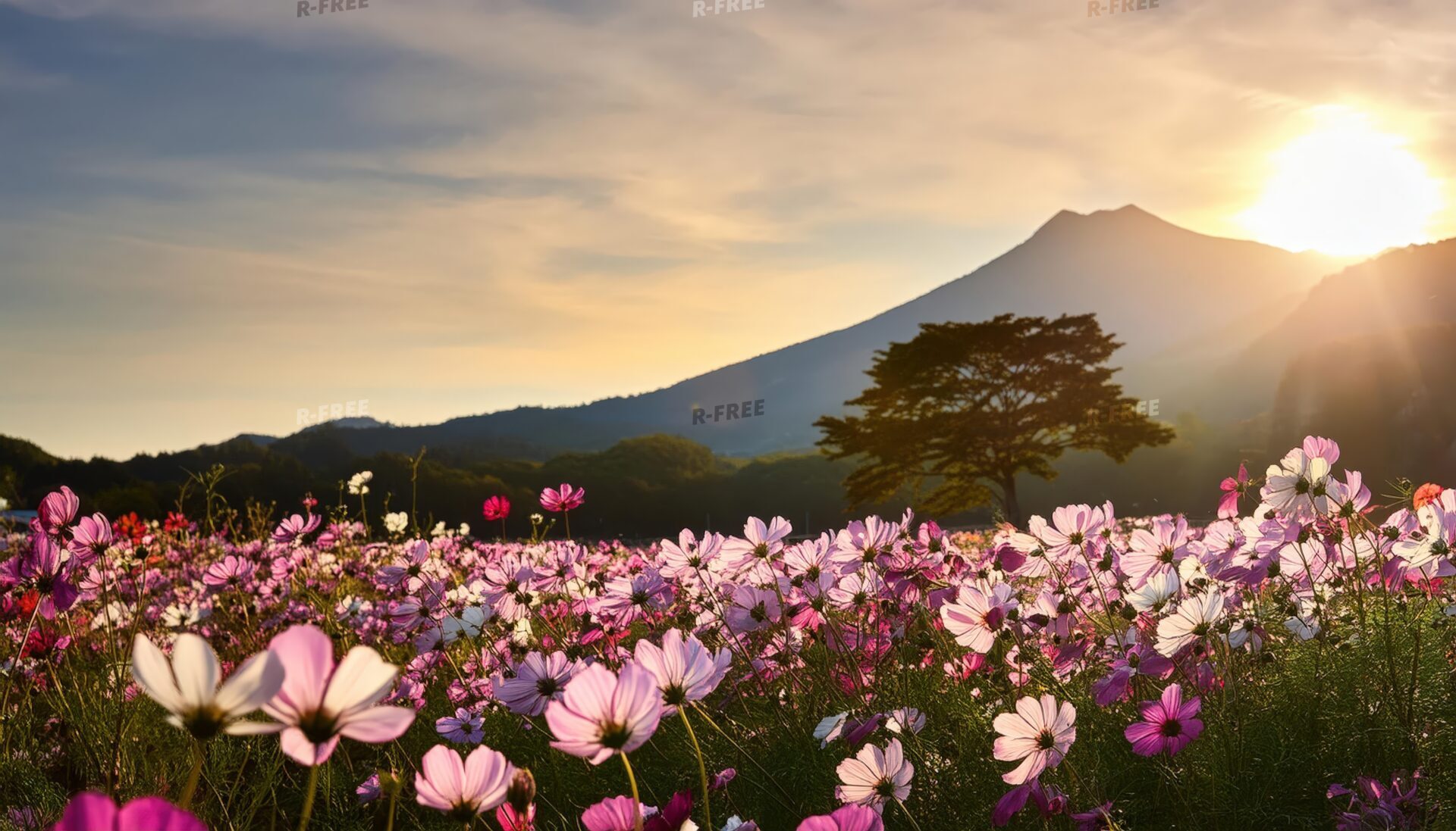 コスモス畑と夕陽のシルエット