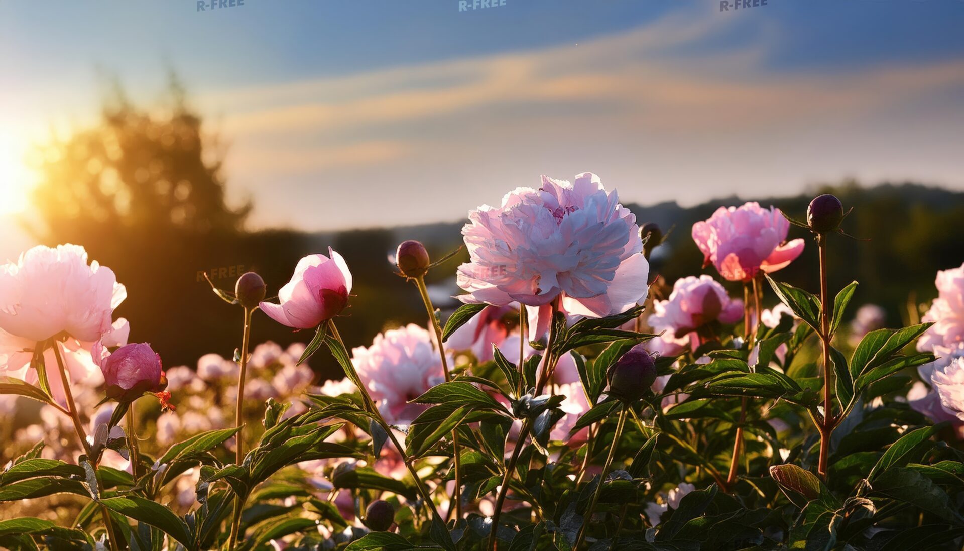 夕日と牡丹の花畑