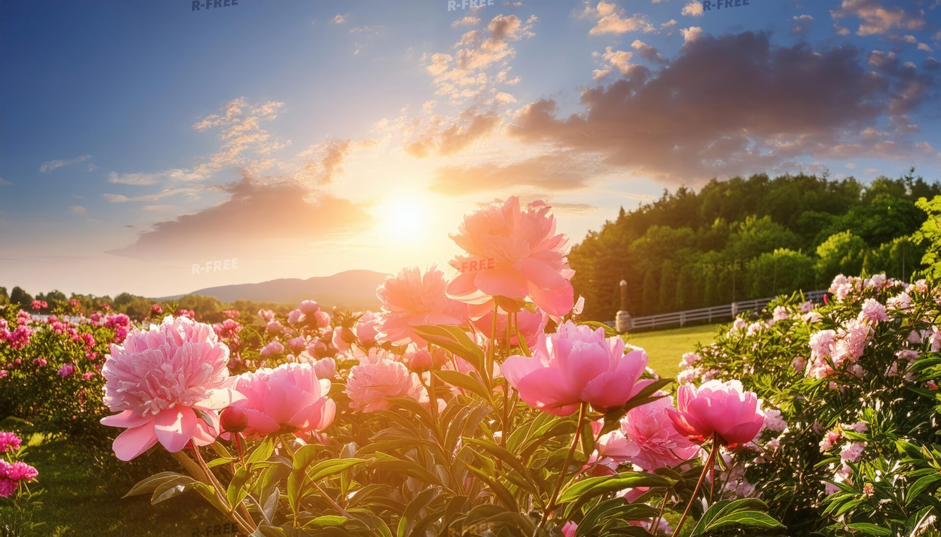 芍薬の花と夕日