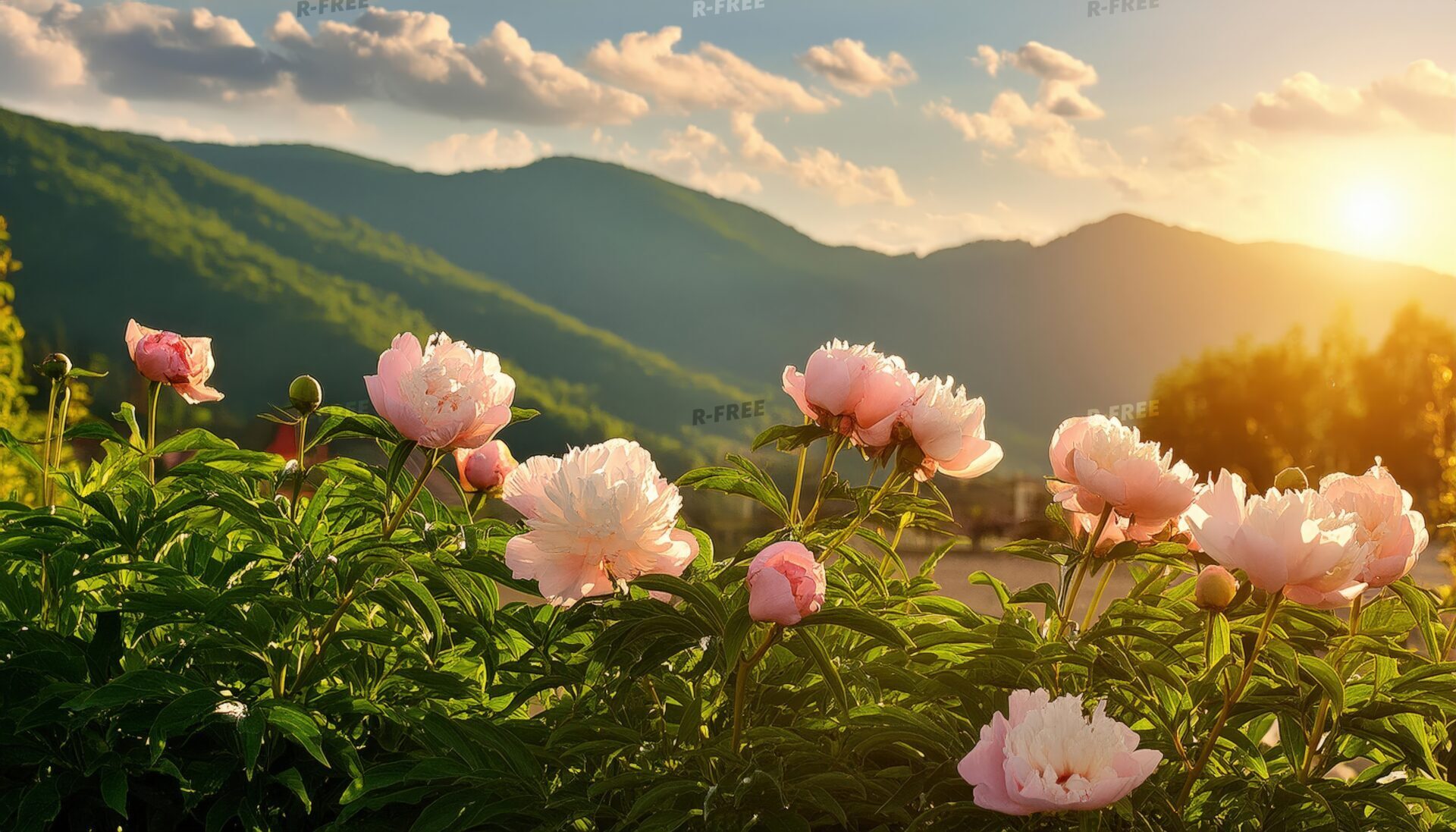芍薬と山の風景・夕日に照らされる淡いピンクと白の花畑