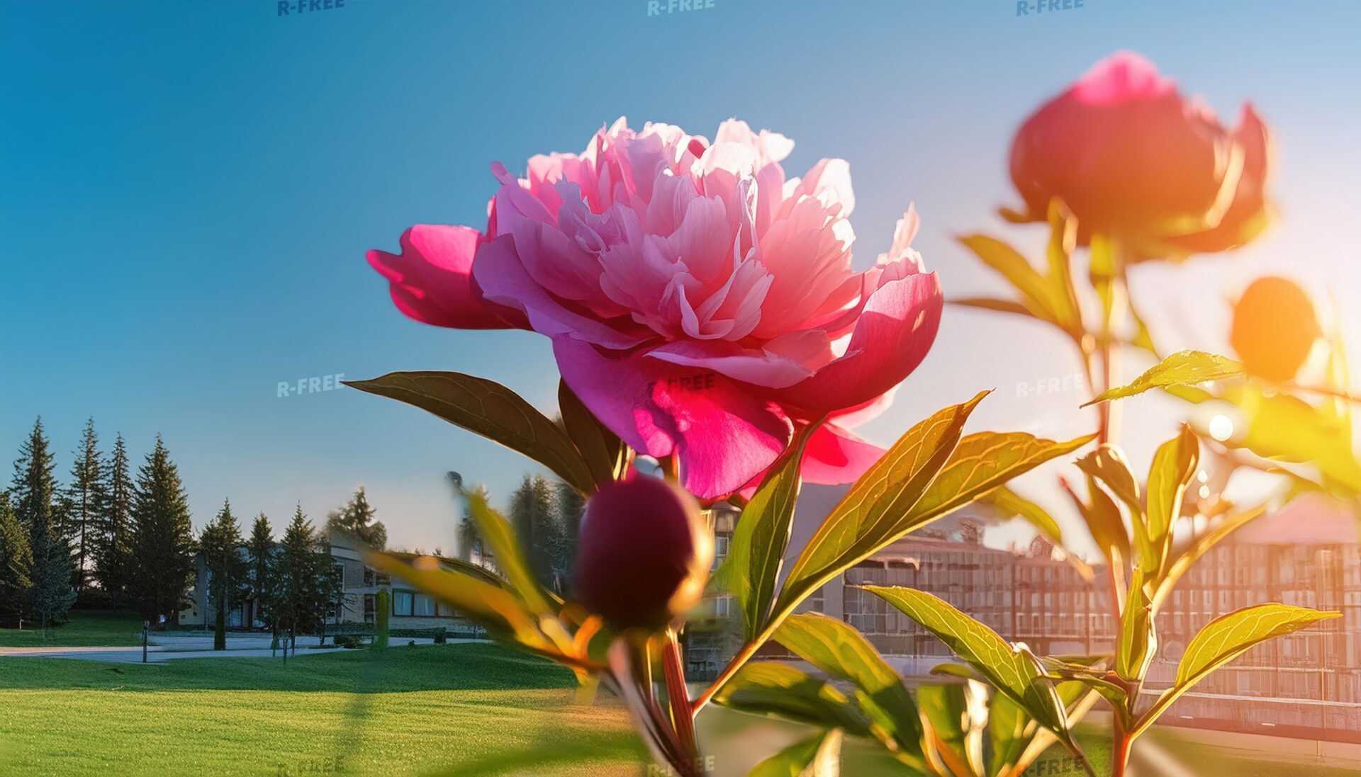 芍薬と公園