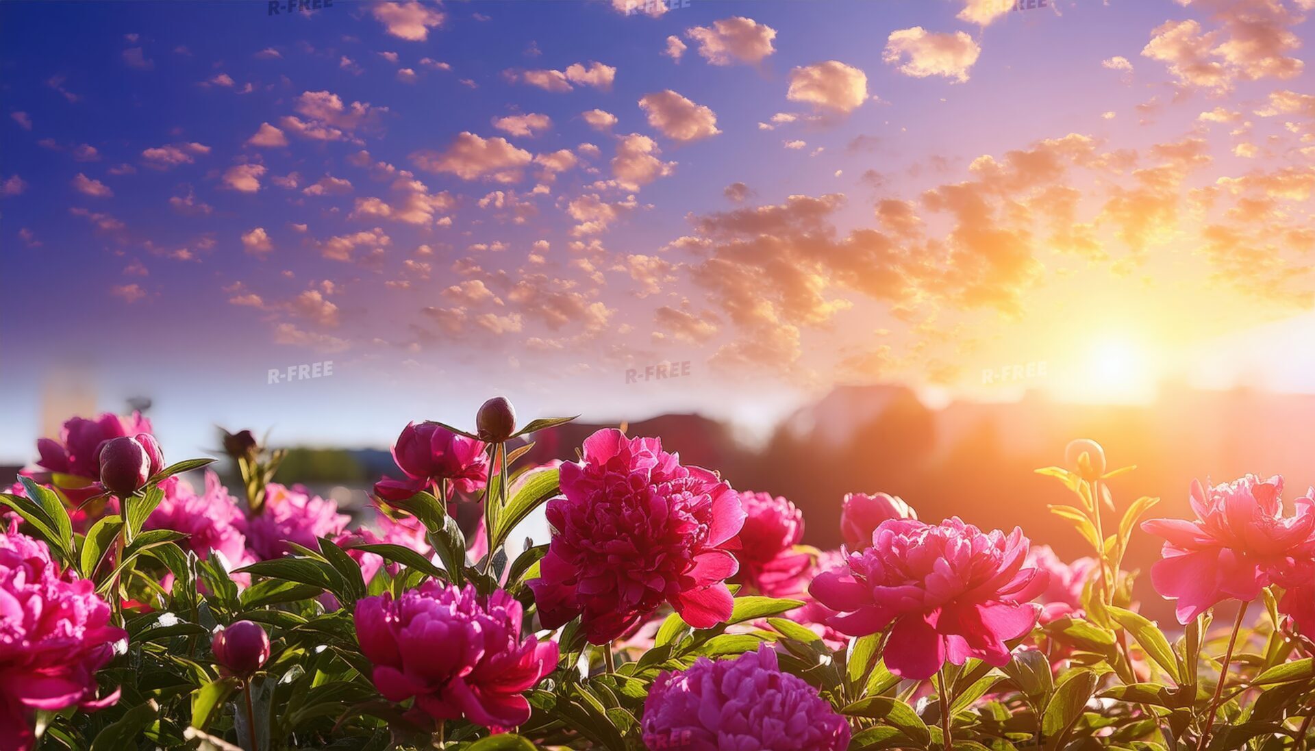 芍薬と朝焼け空
