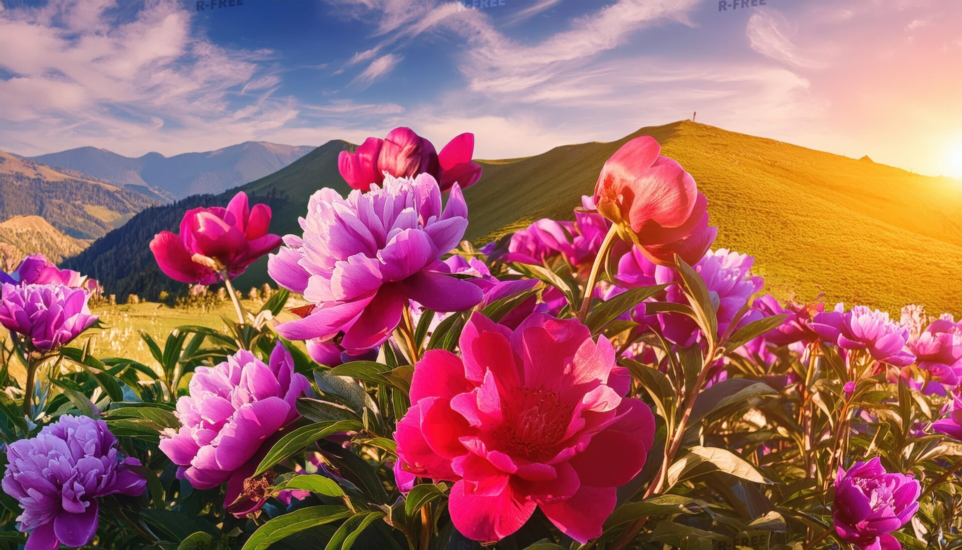 芍薬と草原の夕日