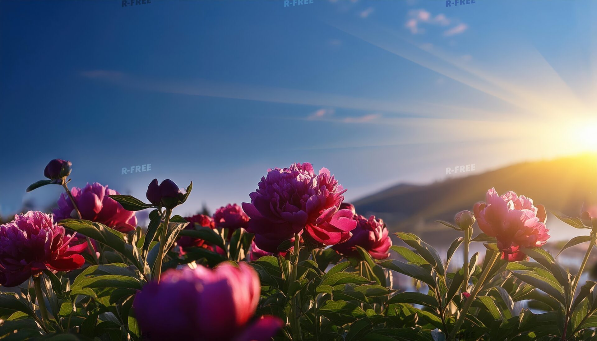 芍薬と夕暮れの空