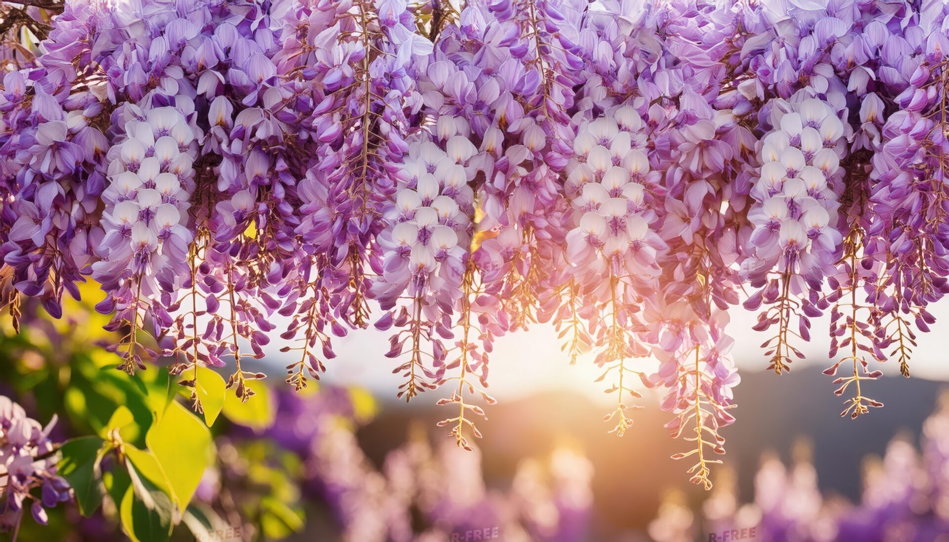 藤の花とぼかし背景