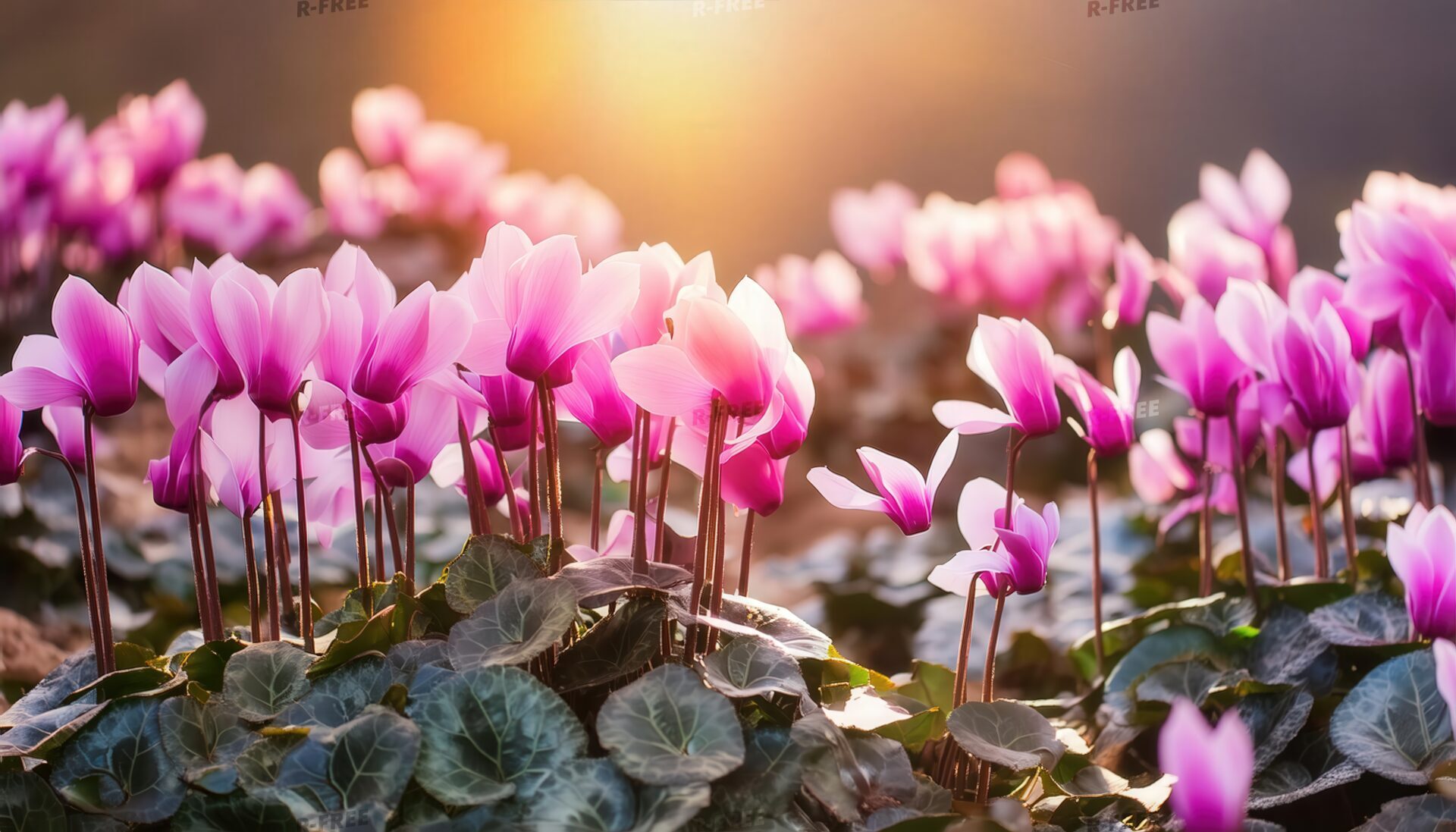シクラメンの花と夕日