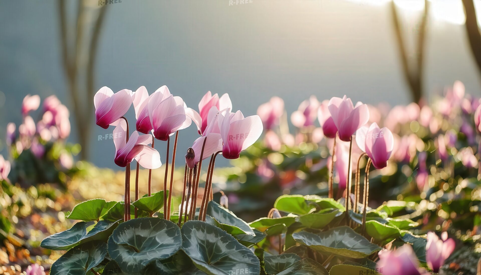 朝日に照らされるピンクと白のシクラメンの花壇