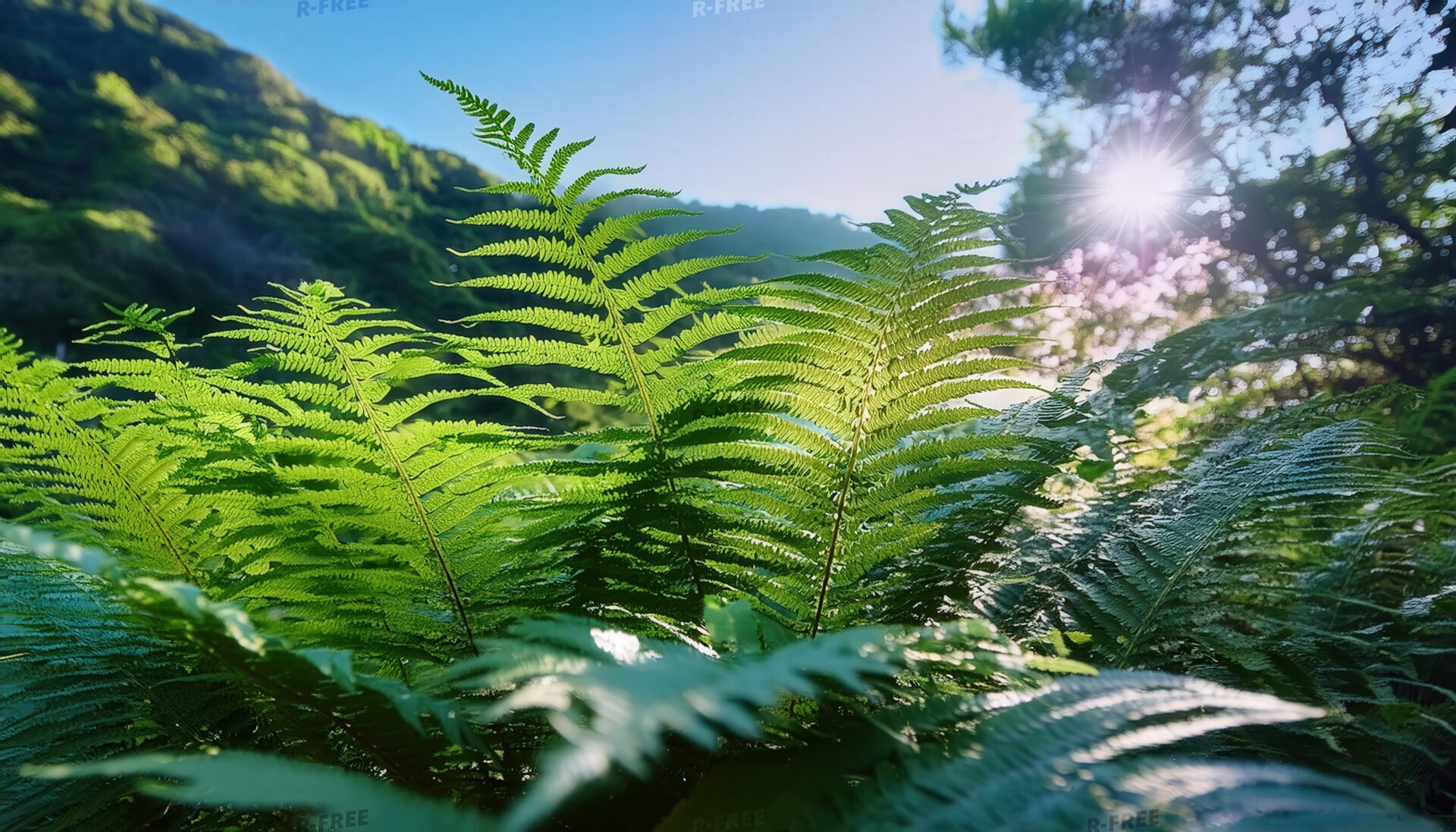 青空とシダ植物