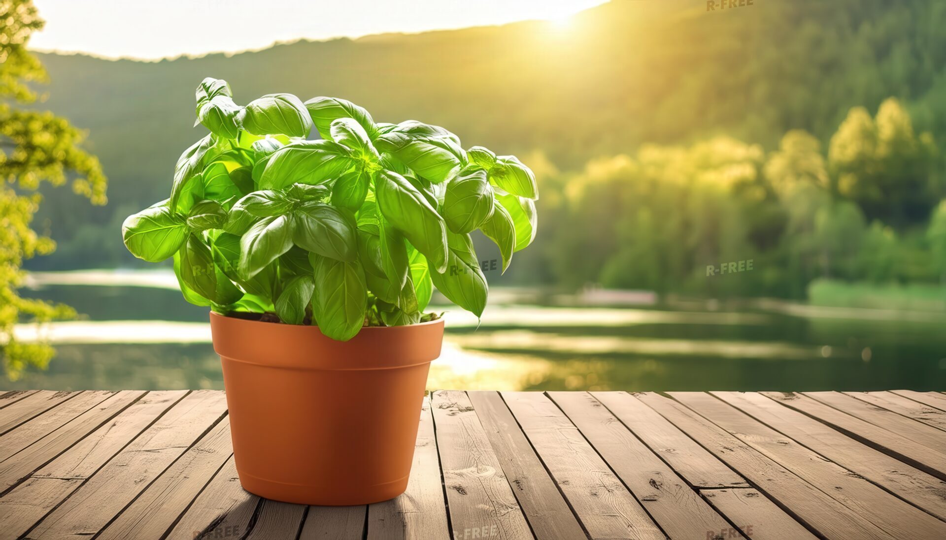 湖畔に置かれたバジルの鉢植え