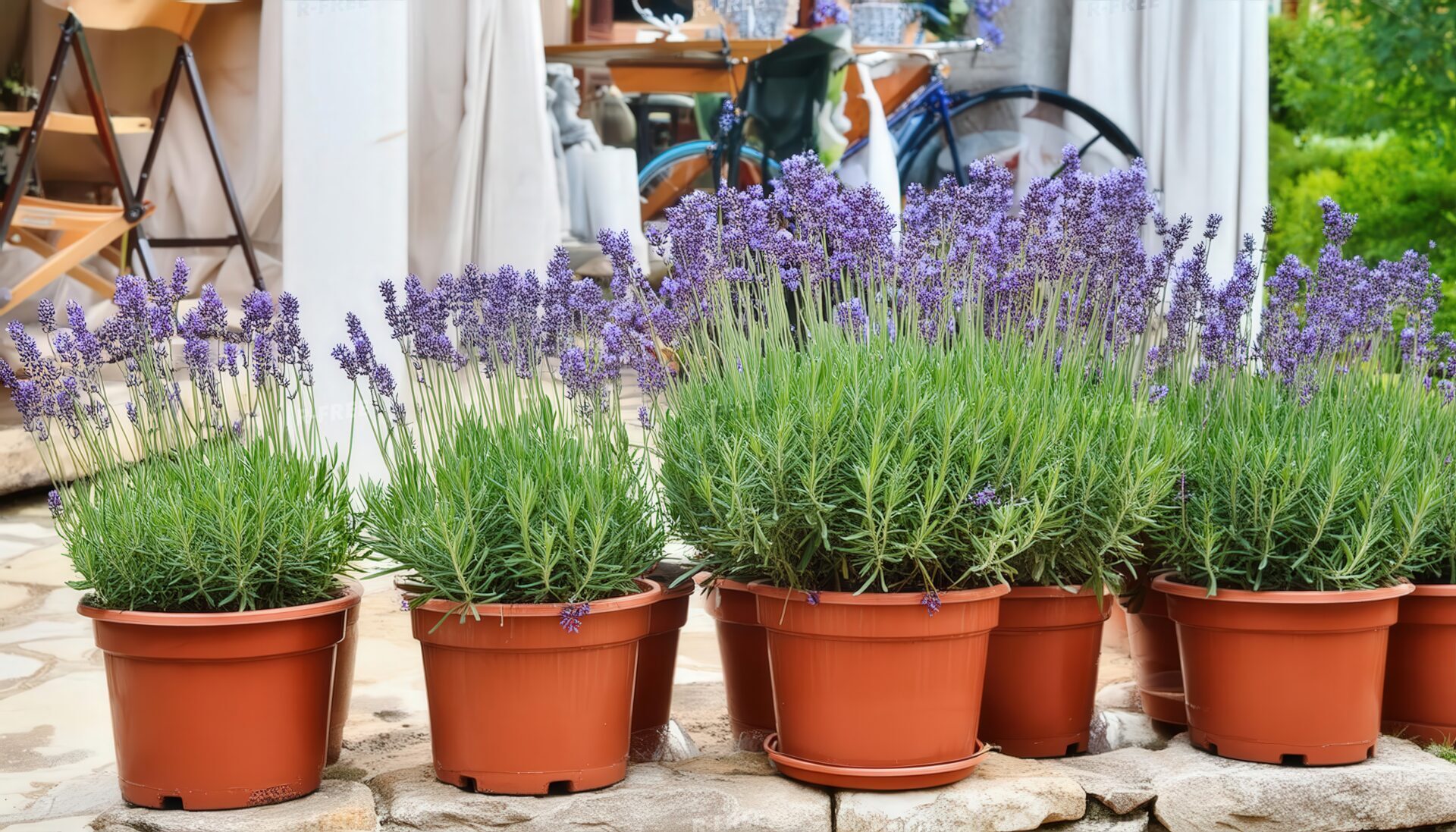 白い建物と自転車を背景に並ぶ鉢植えのラベンダー