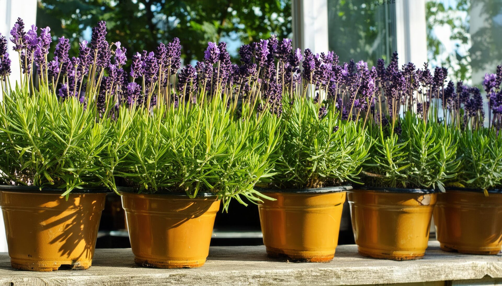 ガラス窓と木々を背景に並ぶテラスのラベンダー鉢植え