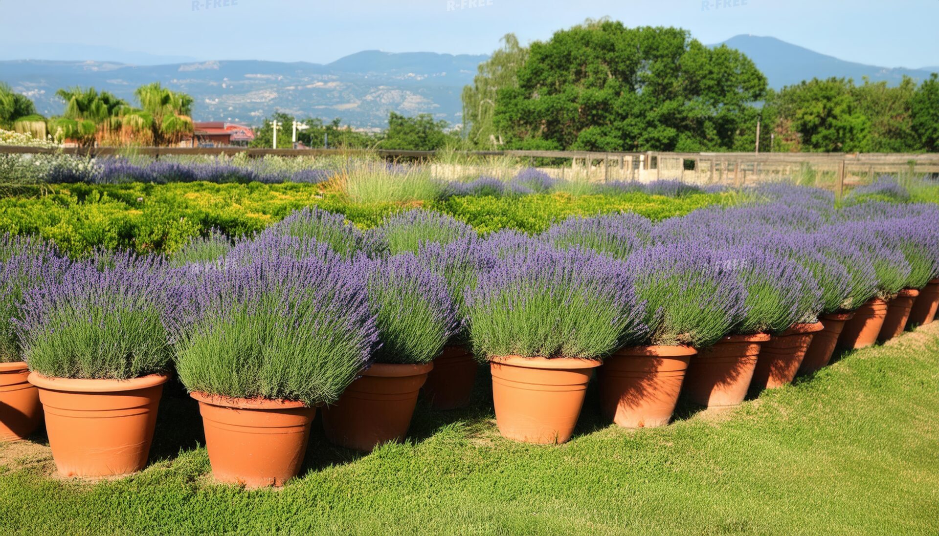 植木鉢に植えられたラベンダーが芝生に並ぶ昼の風景