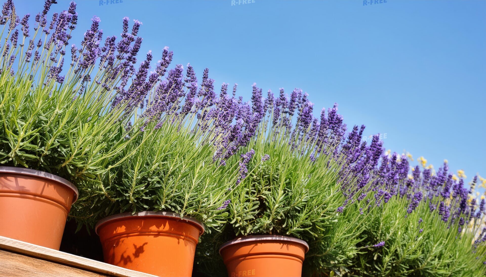 青空と木製棚を彩る明るい鉢植えのラベンダー