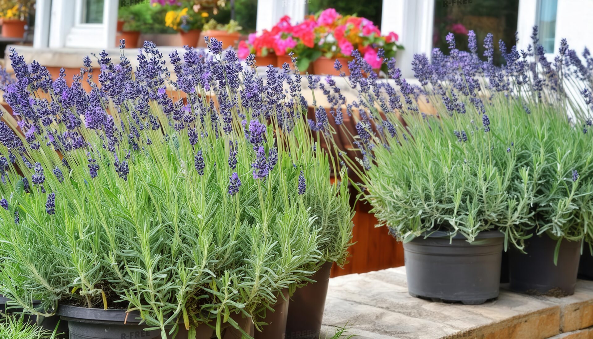 白い窓と花鉢を背景に広がるラベンダー鉢植え