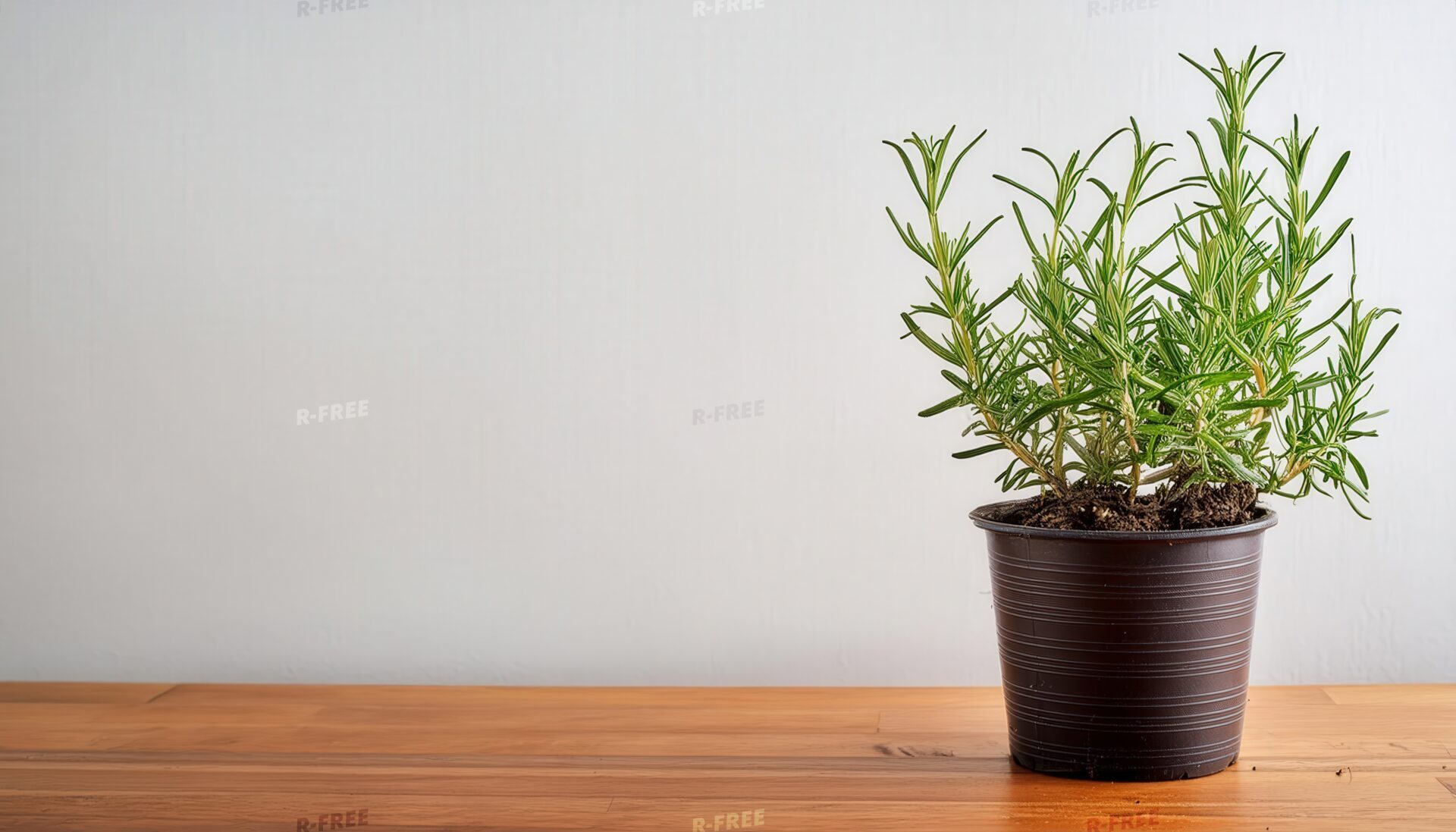 鉢植えのローズマリーと木のテーブル