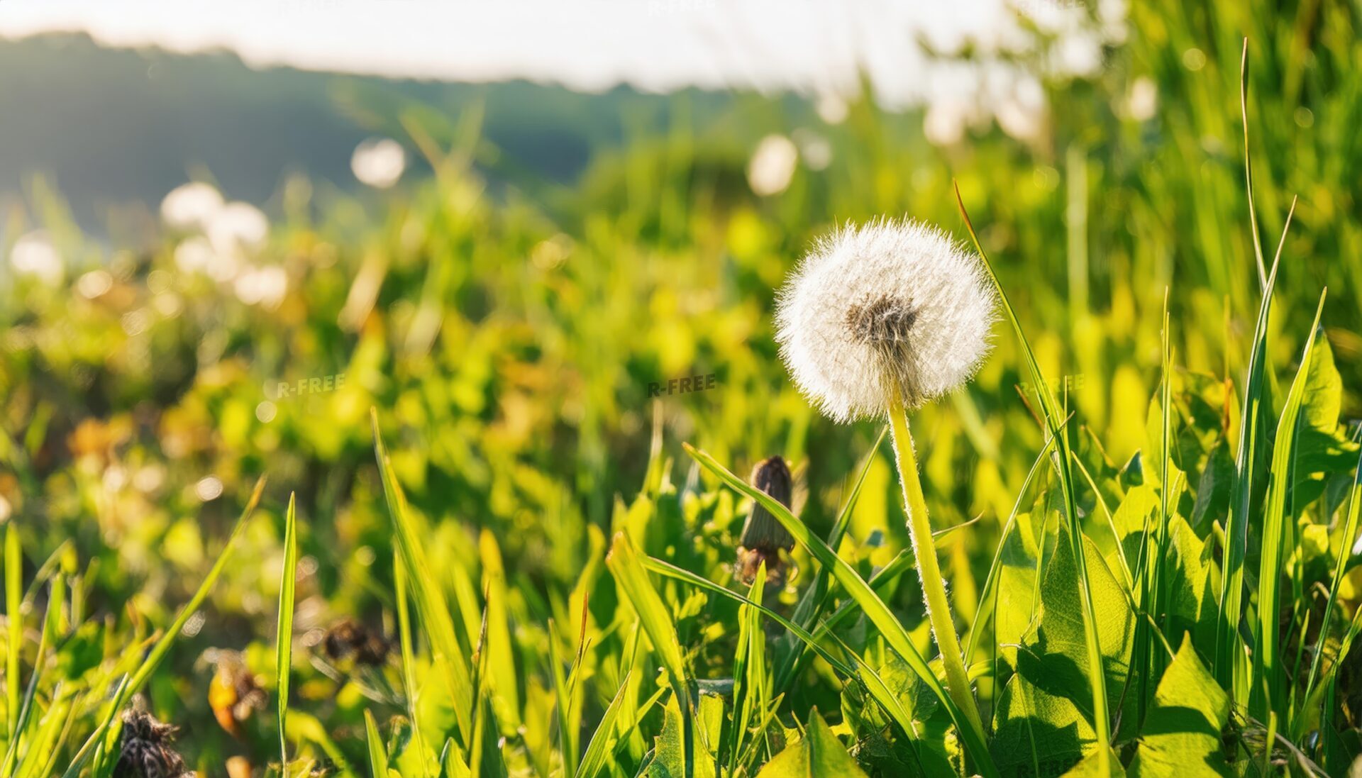 朝日に照らされる草原のタンポポの綿毛